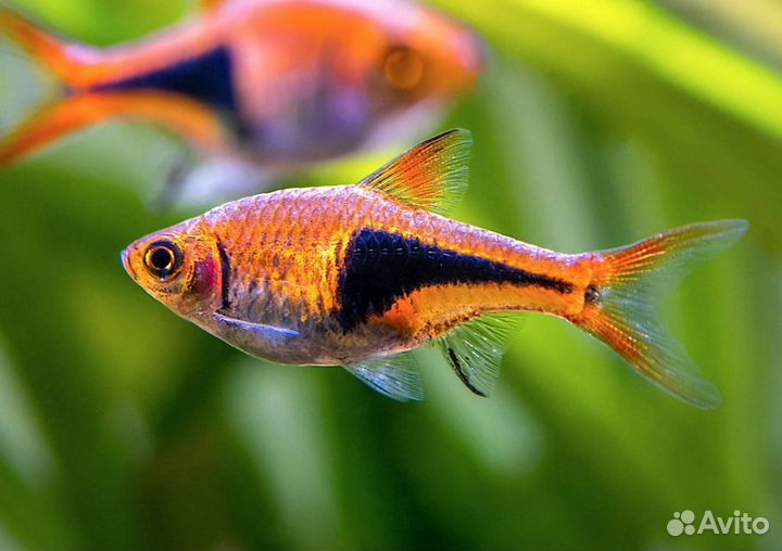 Микрорасбора Эспей