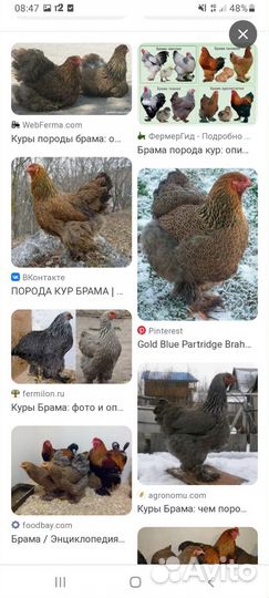 Цыплята брама,чистопородные