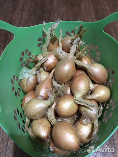 Лук семейный