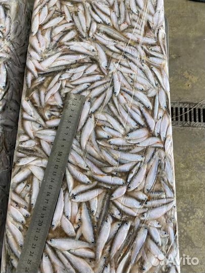 Свежая рыба тюлька мороженая