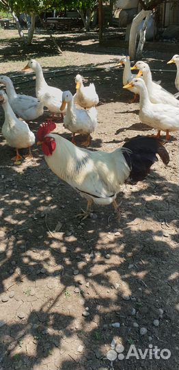 Молодые петухи