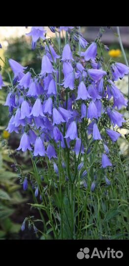 Колокольчики-1