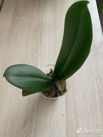 Орхидея Блэк пиано бабочка