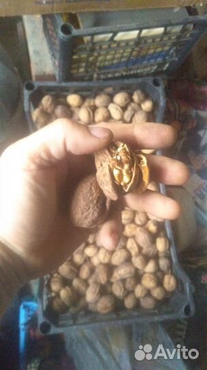 Грецкий орех