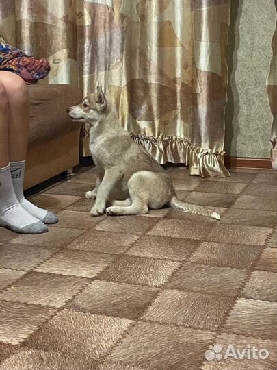Щенки сибирской хаски