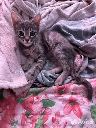 Кошка