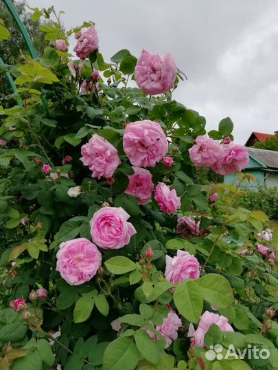 Многолетние растения для сада и дома