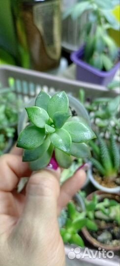 Суккуленты