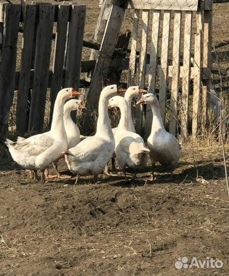 Индоутки,гуси,козы