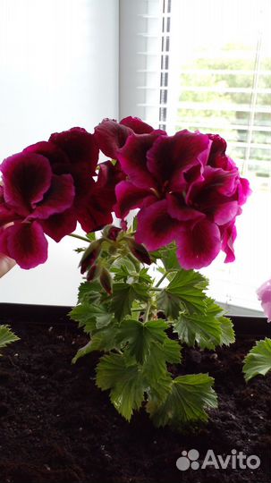 Королевская пеларгония герань