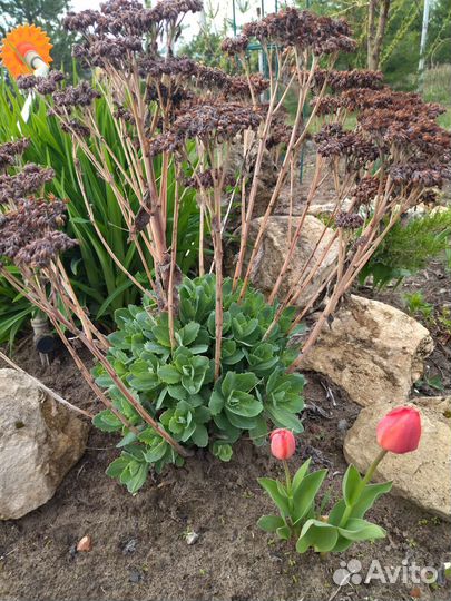 Очиток видный заячья капуста