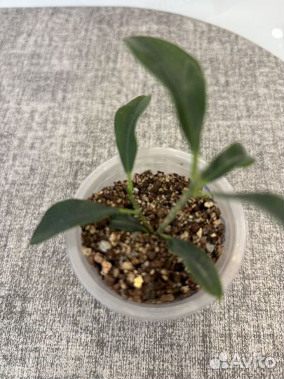 Фикус микрофилла