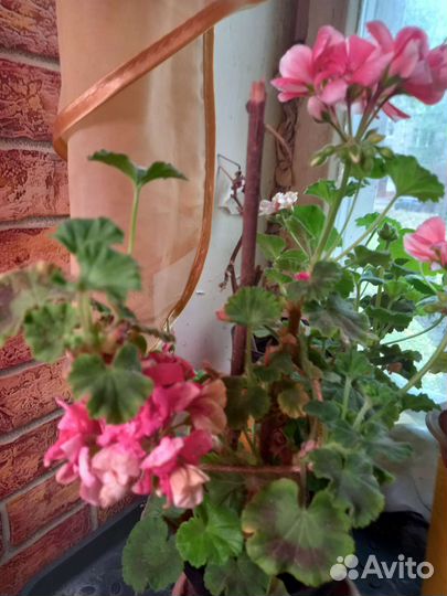 Пеларгония герань