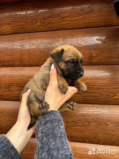 Собака и кутята в добрые руки отдам бесплатно