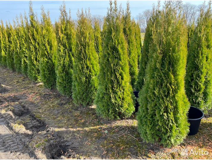 Туя брабант 1,5 м