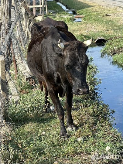 Продается молодая дойная корова Отелившаяся один