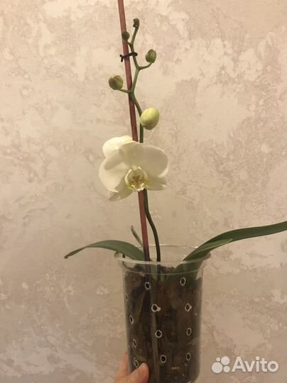 Орхидея