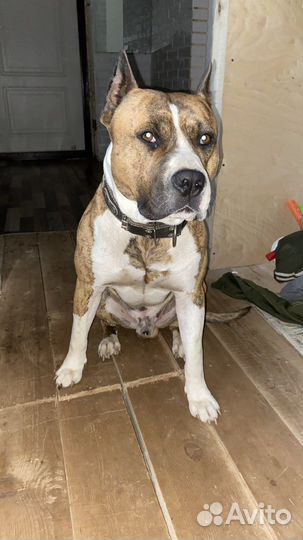 Вязка,амстафф