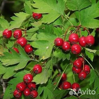 Боярышник ягоды