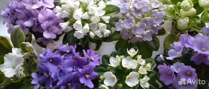 Фиалки мини и полумини