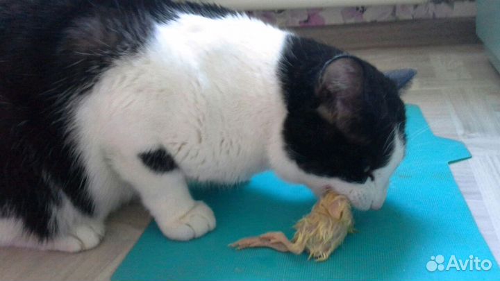 Суточный цыпленок на корм