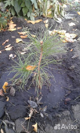 Саженцы сосны