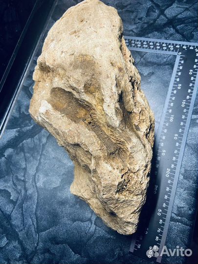 Окаменелость коралл Ругоза