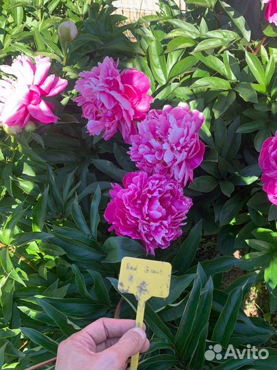 Пионы сортовые