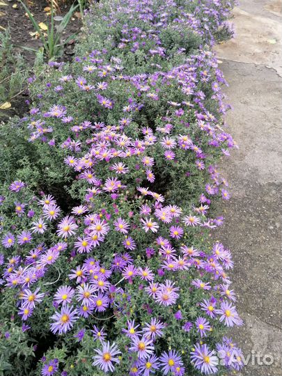 Сентябрины