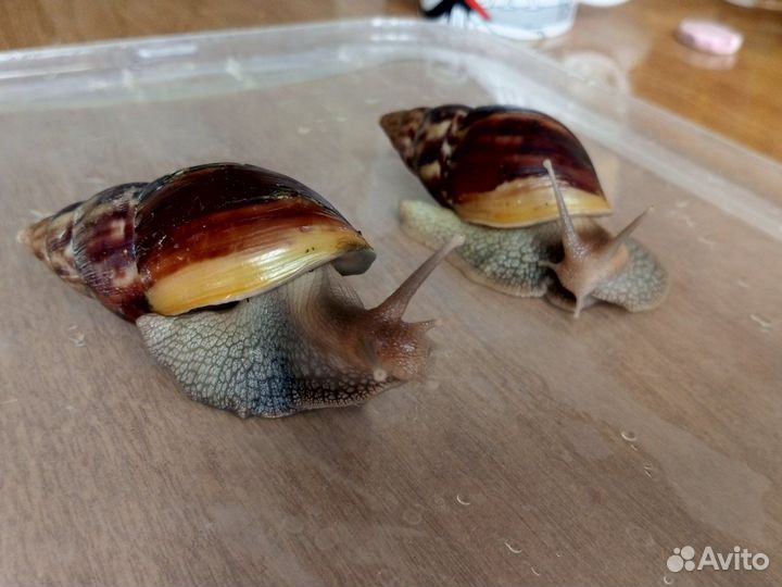 Улитки ахатины
