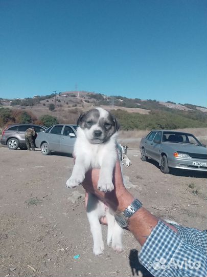 Отдам в добрые руки щенка