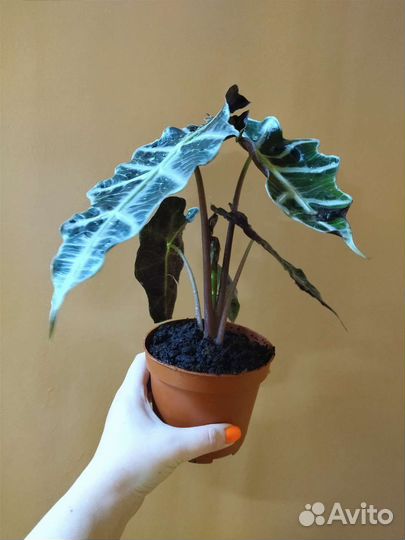 Алоказия Полли / Alocasia Polly