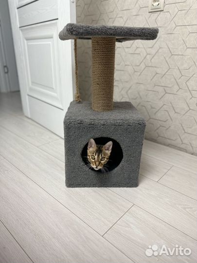 Продам кошечку Бенгал