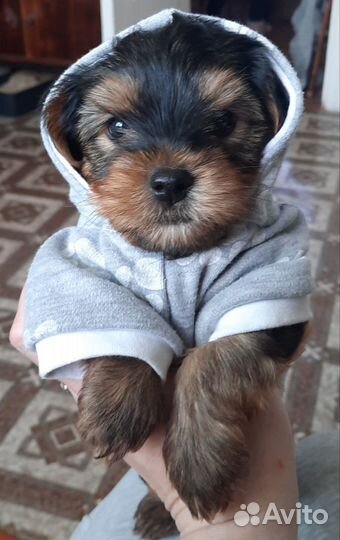 Йоркширский терьер