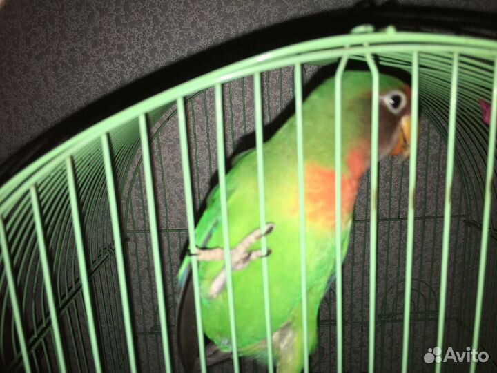 Зоотакси для кошек и собачек, передержка кошек