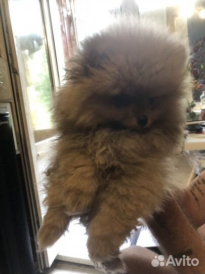 Померанский шпиц