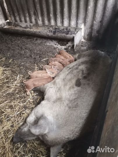 Венгерская мангалица