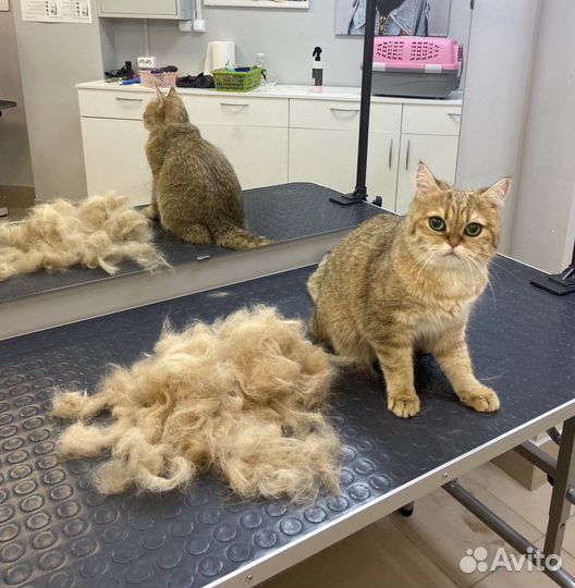 Груминг собак и кошек