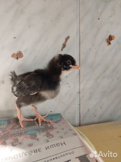 Цыплята плимутрок