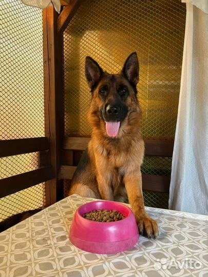 Щенки немецкой овчарки доставка по россии