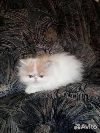 Котята и подростки