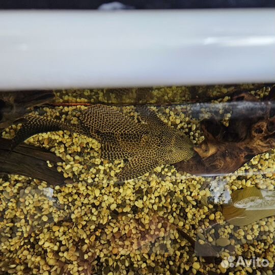 Птеригоплихт парчевый