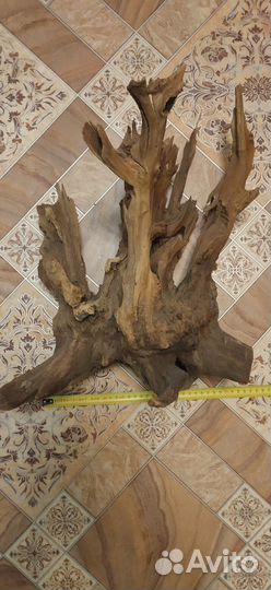 Коряга мангровая