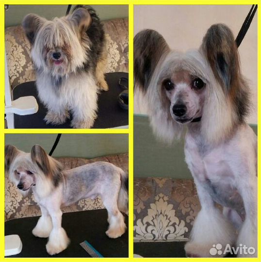 Стрижка маленьких собачек в ЖК Близкий