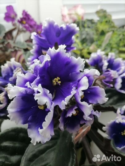 Фиалки сортовые