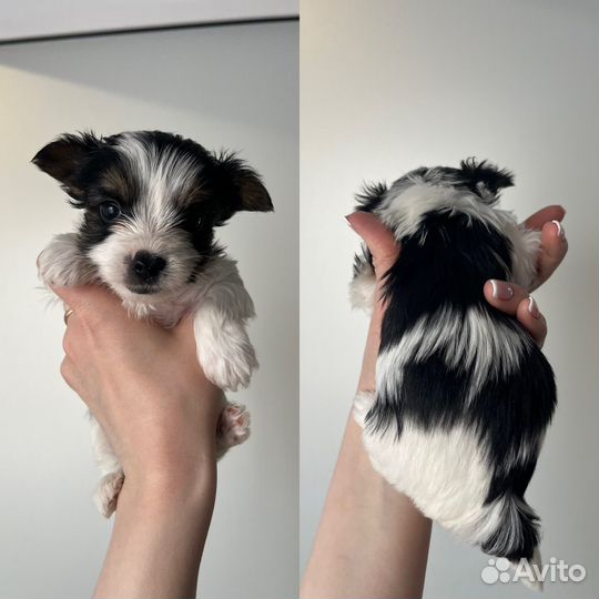 Щенки бивер йорка