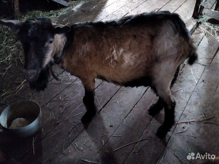 Отдам в хорошие руки козу и приплод