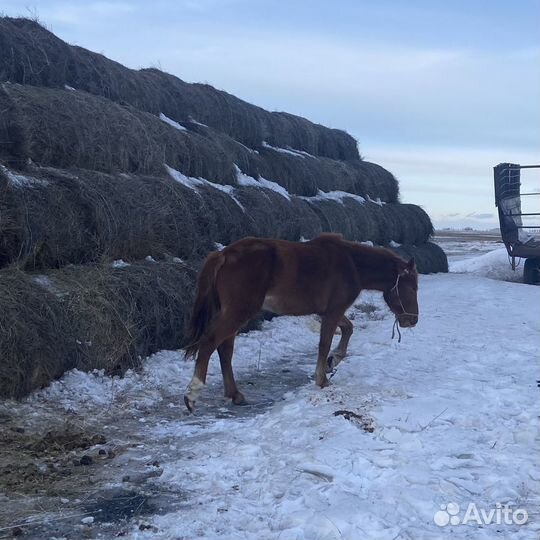 Лошади