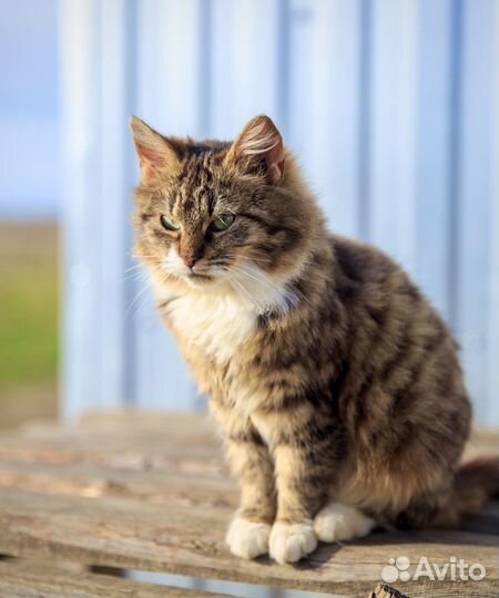 Ласковый котёнок мальчик в добрые руки
