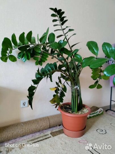 Замиокулькас